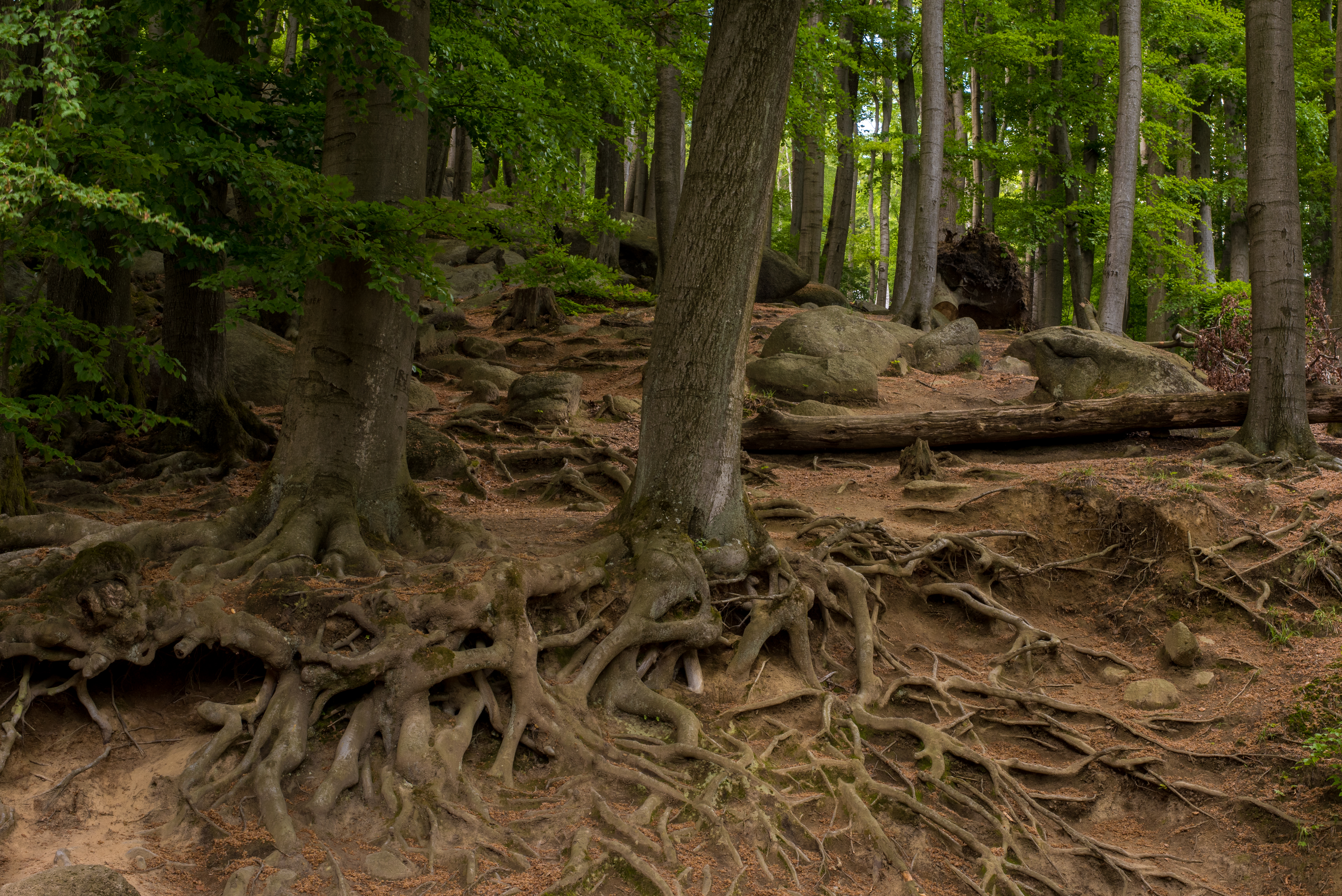 Tree roots above the ground at Felsenmeer in Lautertal, Odenwald, Germany; part of "Felsberg bei Reichenbach" nature reserve.  Denis Zastanceanu. CC BY-SA 4.0 (https://creativecommons.org/licenses/by-sa/4.0).