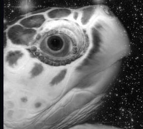 Space Turtle